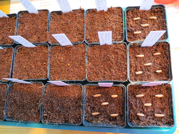 "Adenium frösådd i kokossubstrat"